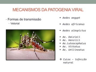 MECANISMOS DA PATOGENIAVIRAL
• Formas de transmissão
• Vetorial
 Aedes aegypt
 Aedes africanus
 Aedes albopictus
 Ae. Dalzieli
 Ae. Hensilli
 Ae.luteocephalus
 Ae. Vittatus
 Ae. Unilineatus
 Culex – infecção
natural
 