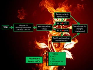 Persistencia de
ADN dañado

E6 →

VPH

Intergración
transcripcionalmente
activa de ADV viral

Oncoproteínas
virales

E7 →

p53
pRb

Proliferación celular
descontrolada

Factores de
Potenciación







Tabaco
ACO
ITS
Alimentación
Semen

Transformación
maligna
(CA Invasor)

 