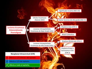 Significado Incierto (ASC-US)

Células Escamosas
Atípicas (ASC)

Lesiones Escamosas
Potencialmente
Premalignas

Excluir lesiones de alto grado (ASC-H)

Displasia Leve (CIN 1)
Lesiones Intraepiteliales
Escamosas de Bajo Grado (LSIL)
Atipia Coilocítica

Displasia Moderada (CIN 2)

Lesiones Intraepiteliales
Escamosas de Alto Grado (HSIL)

Neoplasia Intracervical (CIN)
1 Afecta a 1/3 inferior del epitelio
2 Afecta a 2/3 del epitelio.
3 Afecta a todo el epitelio.

Displasia Grave y
Carcinoma in Situ
(CIN 3)

 
