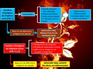Cambios
Citológicos
de Displasia
Leve (CIN 1)

Coilocitosis

INFECCIÓN VIRAL
PRODUCTIVA EN CEL
DIFERENCIADAS

Altos niv. de ADN viral y
antígenos de cápside

Cambios Citológicos
de Displasia Grave
(CIN 2 y 3)

Bordes celulares
bien definidos
Hipercromatismo
Halos perinucleares
↑ tamaño nuclear
Otras

Desaparición de coilocitos
Pérdida de maduración normal
ADN viral se integra en cel
huesped (malignidad)

Bajos niv. de ADN viral y
antígenos de cápside

INFECCIÓN VIRAL LATENTE
(No afecta cel indiferenciadas)

Maduración y
diferenciación
normales desde capa
basal y parabasal

 