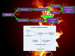 Sin clínica
Transitoria

Estado de Latencia
CIN 1

Infección

15 – 20 años
Persistente

CIN 2 – 3

CA Invasor
(10%)

Eliminación
espontánea
(90%)

 