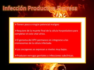 Tienen poco o ningún potencial maligno
Requiere de la muerte final de la célula hospedadora para
completar el ciclo vital vírico.
El genoma del HPV permance sin integrarse a los
cromosomas de la célula infectada.
Los oncogenes se expresan a niveles muy bajos.
Producen verrugas genitales o infecciones subclínicas.

 