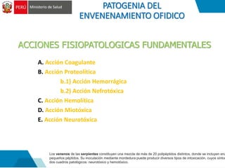 PATOGENIA Y CUADRO CLINICO DEL OFIDISMO FINAL- 2023 ENERO FINAL .PPT