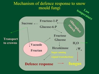 Mechanism of defence response to snow mould fungi chloroplast starch Fructose-1-P Glucose-6-P Sucrose Vacuole Fructan Transport to crowns Fructose Glucose Hexokinase Sugar sensing (signal transduction) Defence response H 2 O  w fungus Low temperature 