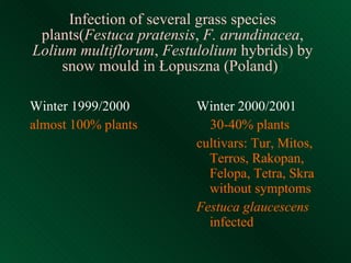 Infection of several grass species plants( Festuca pratensis ,  F. arundinacea ,  Lolium multiflorum ,  Festulolium  hybrids) by snow mould in Łopuszna (Poland) ) Winter 1999/2000 almost 100% plants Winter 2000/2001 30-40% plants cultivars: Tur, Mitos, Terros, Rakopan, Felopa, Tetra, Skra without symptoms Festuca glaucescens  infected 