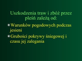 Uszkodzenia traw i zbóż przez pleśń zależą od : Warunków pogodowych podczas jesieni Grubości pokrywy śԾ𲵴Ƿɱ i czasu jej zalegania 