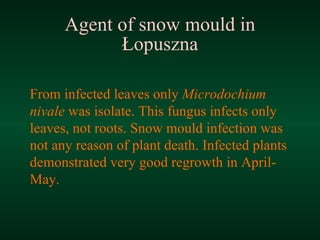 Agent of snow mould in Łopuszna From infected leaves only  Microdochium nivale  was isolate. This fungus infects only leaves, not roots. Snow mould infection was not any reason of plant death. Infected plants demonstrated very good regrowth in April-May. 