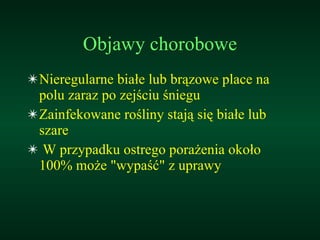 Objawy chorobowe Nieregularne białe lub brązowe place na polu zaraz po zejściu śniegu Zainfekowane rośliny stają się białe lub szare W przypadku ostrego porażenia około 100% może &quot;wypaść&quot; z uprawy 