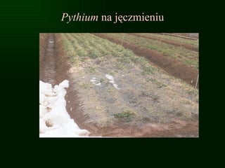 Pythium  na ęԾ 