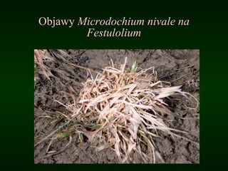 Objawy  Microdochium nivale na Festulolium 