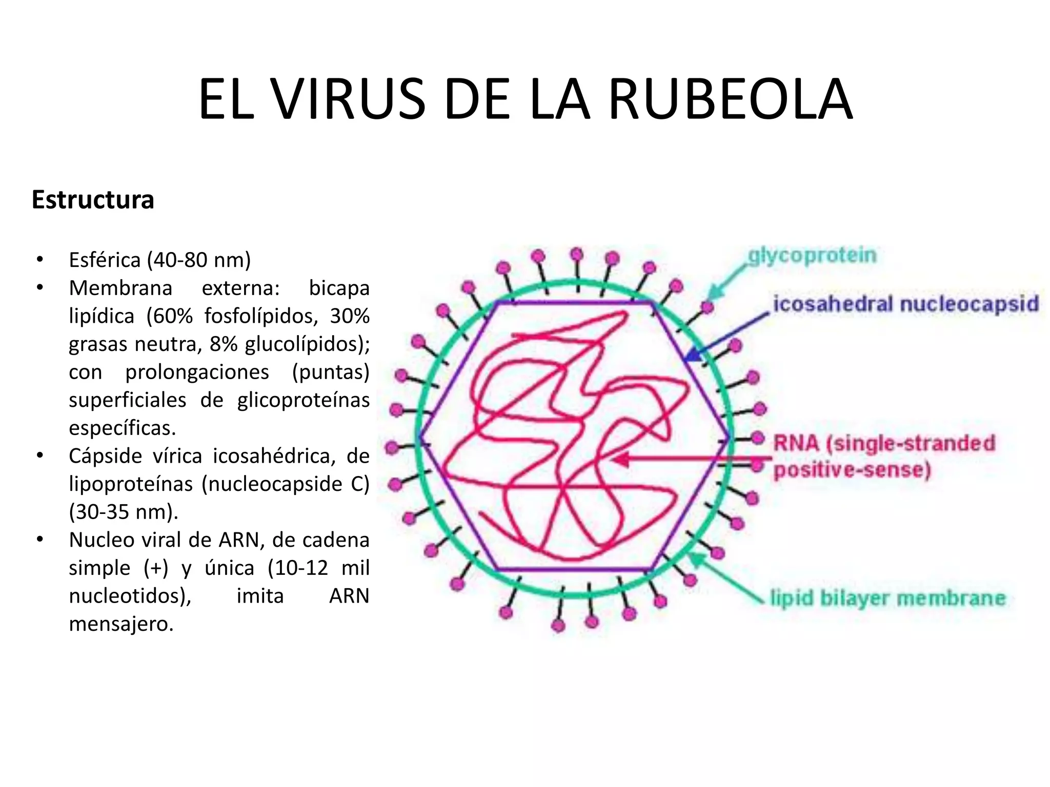 El virus de la rubeola | PPTX