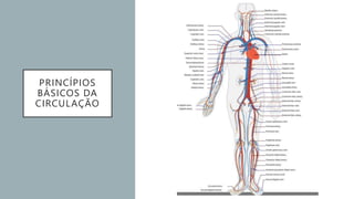 PRINCÍPIOS
BÁSICOS DA
CIRCULAÇÃO
 