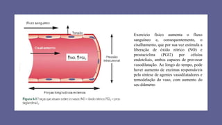 Exercício físico aumenta o fluxo
sanguíneo e, consequentemente, o
cisalhamento, que por sua vez estimula a
liberação de óxido nítrico (NO) e
prostaciclina (PGI2) por células
endoteliais, ambos capazes de provocar
vasodilatação. Ao longo do tempo, pode
haver aumento de enzimas responsáveis
pela síntese de agentes vasodilatadores e
remodelação do vaso, com aumento do
seu diâmetro
 