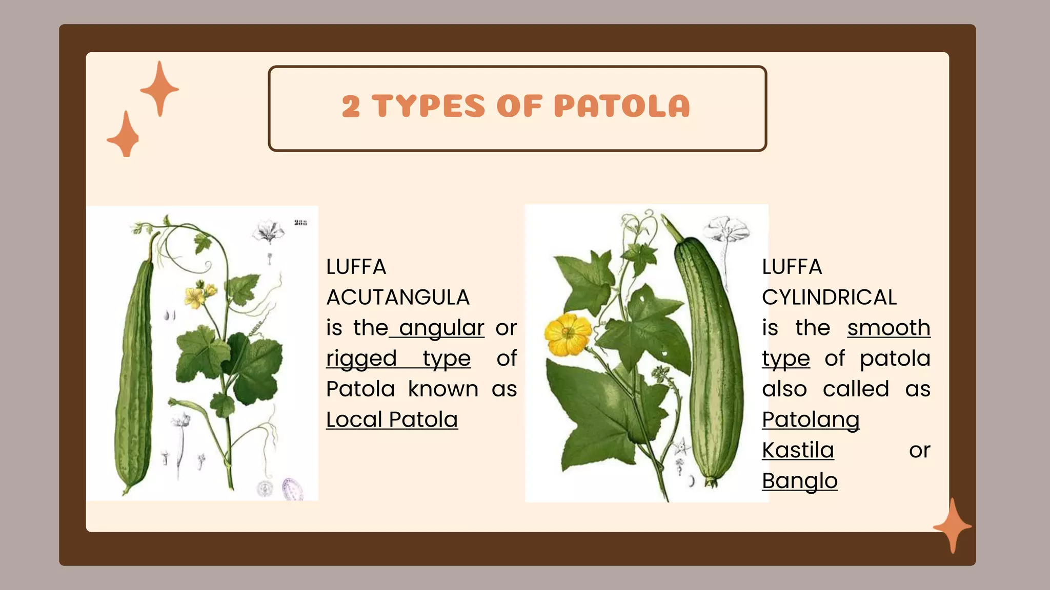 PATOLA.pptx