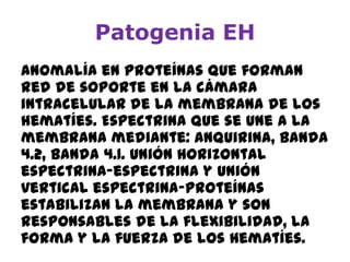 Patogenia EH
Anomalía en proteínas que forman
red de soporte en la cámara
intracelular de la membrana de los
hematíes. Espectrina que se une a la
membrana mediante: anquirina, banda
4.2, banda 4.1. Unión horizontal
espectrina-espectrina y unión
vertical espectrina-proteínas
estabilizan la membrana y son
responsables de la flexibilidad, la
forma y la fuerza de los hematíes.
 