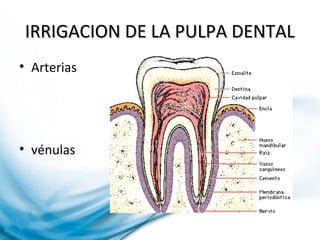 IRRIGACION DE LA PULPA DENTALIRRIGACION DE LA PULPA DENTAL
• Arterias
• vénulas
 