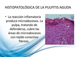 HISTOPATOLÓGICA DE LA PULPITIS AGUDA
• La reacción inflamatoria
produce microabscesos. La
pulpa, tratando de
defenderse, cubre las
áreas de microabscesos
con tejido conectivo
fibroso.
 