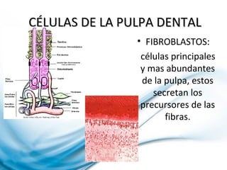 CÉLULAS DE LA PULPA DENTALCÉLULAS DE LA PULPA DENTAL
• FIBROBLASTOS:
células principales
y mas abundantes
de la pulpa, estos
secretan los
precursores de las
fibras.
 