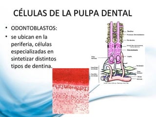 CÉLULAS DE LA PULPA DENTALCÉLULAS DE LA PULPA DENTAL
• ODONTOBLASTOS:
• se ubican en la
periferia, células
especializadas en
sintetizar distintos
tipos de dentina.
 