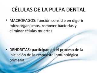 CÉLULAS DE LA PULPA DENTALCÉLULAS DE LA PULPA DENTAL
• MACRÓFAGOS: función consiste en digerir
microorganismos, remover bacterias y
eliminar células muertas
• DENDRITAS: participan en el proceso de la
iniciación de la respuesta inmunológica
primaria.
 