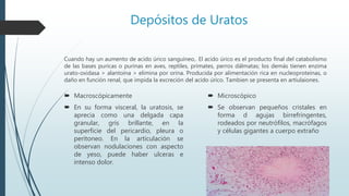Depósitos de Uratos
 Macroscópicamente
 En su forma visceral, la uratosis, se
aprecia como una delgada capa
granular, gris brillante, en la
superficie del pericardio, pleura o
peritoneo. En la articulación se
observan nodulaciones con aspecto
de yeso, puede haber ulceras e
intenso dolor.
Cuando hay un aumento de acido úrico sanguíneo,. El acido úrico es el producto final del catabolismo
de las bases puricas o purinas en aves, reptiles, primates, perros dálmatas; los demás tienen enzima
urato-oxidasa > alantoína > elimina por orina. Producida por alimentación rica en nucleoproteínas, o
daño en función renal, que impida la excreción del acido úrico. Tambien se presenta en artiulaiones.
 Microscópico
 Se observan pequeños cristales en
forma d agujas birrefringentes,
rodeados por neutrófilos, macrófagos
y células gigantes a cuerpo extraño
 