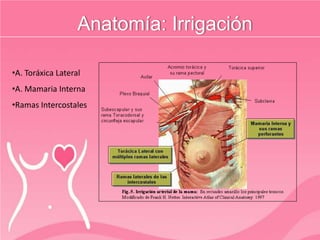 Anatomía: Irrigación
•A. Toráxica Lateral
•A. Mamaria Interna
•Ramas Intercostales
 