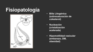 Fisiopatología

• Bilis Litogénica
(sobresaturación de
colesterol)
• Nucleación
(cristalización
acelerada)
• Hipomotilidad vesicular
(embarazo, DM,
obesidad)

 