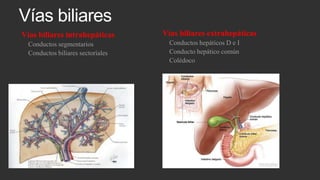 Vías biliares
Vías biliares intrahepáticas
Conductos segmentarios
Conductos biliares sectoriales

Vías biliares extrahepáticas
Conductos hepáticos D e I
Conducto hepático común
Colédoco

 