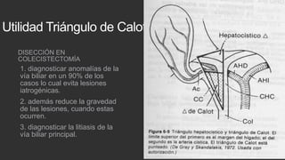 Utilidad Triángulo de Calot
DISECCIÓN EN
COLECISTECTOMÍA

1. diagnosticar anomalías de la
vía biliar en un 90% de los
casos lo cual evita lesiones
iatrogénicas.
2. además reduce la gravedad
de las lesiones, cuando estas
ocurren.
3. diagnosticar la litiasis de la
vía biliar principal.

 