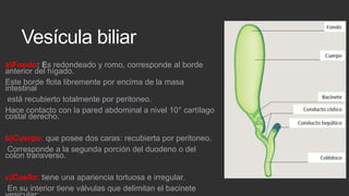 Vesícula biliar
a)Fondo: Es redondeado y romo, corresponde al borde
anterior del hígado.
Este borde flota libremente por encima de la masa
intestinal
está recubierto totalmente por peritoneo.
Hace contacto con la pared abdominal a nivel 10° cartílago
costal derecho.
b)Cuerpo: que posee dos caras: recubierta por peritoneo.
Corresponde a la segunda porción del duodeno o del
colon transverso.
c)Cuello: tiene una apariencia tortuosa e irregular.
En su interior tiene válvulas que delimitan el bacinete

 