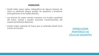 GRANULOMA
PERIFÉRICO DE
CÉLULAS GIGANTES
RADIOLOGÍA
▪ Puede haber pocos signos radiográficos de algunas lesiones de
áreas no edéntulas porque pueden ser pequeñas y localizarse
principalmente en los tejidos blandos.
▪ Las lesiones de mayor tamaño muestran una erosión superficial
del hueso cortical y pueden presentar ensanchamiento del
espacio periodontal adyacente.
▪ Pueden haber espículas de hueso que se extienden desde hacia
la base de la lesión.
 
