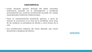 MIXOMA
CARACTERÍSTICAS
▪ Lesión intraósea agresiva derivada del tejido conjuntivo
embrionario asociada con la odontogénesis y constituida
principalmente por sustancia fundamental mucoide con células
mesenquimales fusiformes indiferenciadas.
▪ Tiene un comportamiento localmente agresivo, a veces las
lesiones se encuentran en la rama de la mandíbula, otras áreas
de los maxilares no portadoras de dientes y otros huesos de la
cara.
▪ Son tumefacciones indoloras del hueso afectado, que crecen
lentamente y desplazan los dientes.
 
