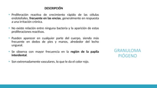 GRANULOMA
PIÓGENO
DESCRIPCIÓN
▪ Proliferación reactiva de crecimiento rápido de las células
endoteliales, frecuente en las encías, generalmente en respuesta
a una irritación crónica.
▪ No existe relación entre ninguna bacteria y la aparición de estas
proliferaciones reactivas.
▪ Pueden aparecer en cualquier parte del cuerpo, siendo más
frecuente en dedos de pies y manos, alrededor del lecho
ungueal.
▪ Se observa con mayor frecuencia en la región de la papila
interdental.
▪ Son extremadamente vasculares, lo que le da el color rojo.
 