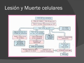 Lesión y Muerte celulares 