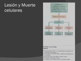 Lesión y Muerte  celulares 