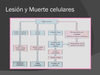 Lesión y Muerte celulares 