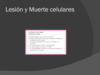 Lesión y Muerte celulares 