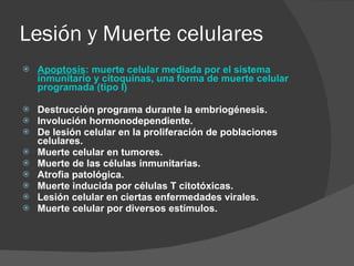 Lesión y Muerte celulares Apoptosis : muerte celular mediada por el sistema inmunitario y citoquinas, una forma de muerte celular programada (tipo I) Destrucción programa durante la embriogénesis. Involución hormonodependiente. De lesión celular en la proliferación de poblaciones celulares. Muerte celular en tumores. Muerte de las células inmunitarias. Atrofia patológica. Muerte inducida por células T citotóxicas. Lesión celular en ciertas enfermedades virales. Muerte celular por diversos estímulos. 