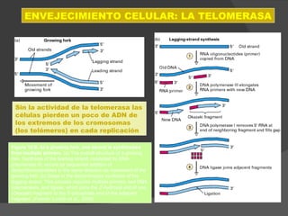 Figure 12-9. At a growing fork, one strand is synthesized from multiple primers.  (a) The overall structure of a growing fork. Synthesis of the leading strand, catalyzed by DNA polymerase III, occurs by sequential addition of deoxyribonucleotides in the same direction as movement of the growing fork. (b) Steps in the discontinuous synthesis of the lagging strand. This process requires multiple primers, two DNA polymerases, and ligase, which joins the 3′-hydroxyl end of one (Okazaki) fragment to the 5′-phosphate end of the adjacent fragment.  (Fuente: Lodish et al., 2000) ENVEJECIMIENTO CELULAR: LA TELOMERASA Sin la actividad de la telomerasa las células pierden un poco de ADN de los extremos de los cromosomas (los telómeros) en cada replicación 