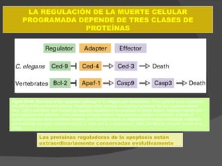Figure 23-49. Overview of the apoptotic pathway in  C. elegans  and vertebrates.  Three general types of proteins are critical in this conserved pathway. Regulators either promote or suppress apoptosis; the two regulators shown here, CED-9 and Bcl-2, both function to suppress apoptosis in the presence of trophic factors. Adapters interact with both regulators and effectors; in the absence of trophic factors, they promote activation of effectors. A family of cysteine proteases serve as effector proteins; their activation leads to degradation of various intracellular substrates and eventually cell death. [Adapted from D. L. Vaux and S. J. Korsemeyer, 1999,  Cell   96: 245.]  (Fuente: Lodish et al., 2000) LA REGULACIÓN DE LA MUERTE CELULAR PROGRAMADA DEPENDE DE TRES CLASES DE PROTEÍNAS Las proteínas reguladoras de la apoptosis están  extraordinariamente conservadas evolutivamente 