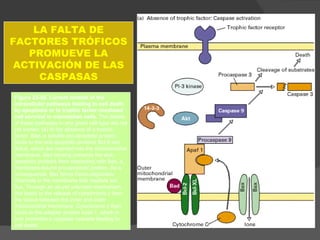 Figure 23-50. Current models of the intracellular pathways leading to cell death by apoptosis or to trophic factor–mediated cell survival in mammalian cells.  The details of these pathways in any given cell type are not yet known.  (a) In the absence of a trophic factor. Bad, a soluble pro-apoptotic protein, binds to the anti-apoptotic proteins Bcl-2 and Bcl-xl, which are inserted into the mitochondrial membrane. Bad binding prevents the anti-apoptotic proteins from interacting with Bax, a membrane-bound pro-apoptotic protein. As a consequence, Bax forms homo-oligomeric channels in the membrane that mediate ion flux. Through an as-yet unknown mechanism, this leads to the release of cytochrome  c  from the space between the inner and outer mitochondrial membrane. Cytochrome  c  then binds to the adapter protein Apaf-1, which in turn promotes a caspase cascade leading to cell death.  LA FALTA DE FACTORES TRÓFICOS PROMUEVE LA ACTIVACIÓN DE LAS CASPASAS 
