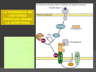 Figure 23-50.  (b) In the presence of a trophic factor such as NGF. In some cells, binding of trophic factors stimulates PI-3 kinase activity, leading to activation of the downstream kinase Akt, which phosphorylates Bad. Phosphorylated Bad then forms a complex with the 14 - 3 - 3 protein. With Bad sequestered in the cytosol, the antiapoptotic Bcl-2/Bcl-xl proteins can inhibit the activity of Bax, thereby preventing the release of cytochrome  c  and activation of the caspase cascade. [Adapted from B. Pettman and C. E. Henderson, 1998,  Neuron   20: 633.]  (Fuente: Lodish et al., 2000) LA PRESENCIA DE FACTORES TRÓFICOS INHIBE LA APOPTOSIS 