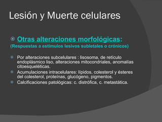 Lesión y Muerte celulares Otras alteraciones morfológicas : (Respuestas a estímulos lesivos subletales o crónicos) Por alteraciones subcelulares : lisosoma, de retículo endoplásmico liso, alteraciones mitocondriales, anomalías citoesqueléticas. Acumulaciones intracelulares: lípidos, colesterol y ésteres del colesterol, proteínas, glucógeno, pigmentos. Calcificaciones patológicas: c. distrófica, c. metastática. 