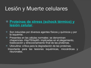 Lesión y Muerte celulares Proteínas de stress (schock térmico) y lesión celular . Son inducidas por diversos agentes físicos y químicos y por la isquemia. Presentes en las células normales: se denominan chaperones -Hsp70Hsp60- implicadas en el plegamiento, traslocación y direccionamiento final de las proteínas. Ubicuitina: crítica para la degradación de las proteínas. Importante para las lesiones isquémicas, miocárdicas y neuronales. 