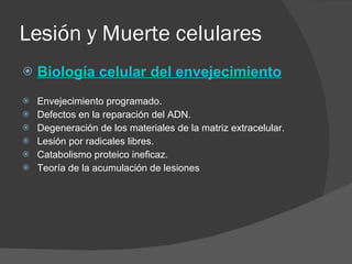 Lesión y Muerte celulares Biología celular del envejecimiento Envejecimiento programado. Defectos en la reparación del ADN. Degeneración de los materiales de la matriz extracelular. Lesión por radicales libres. Catabolismo proteico ineficaz. Teoría de la acumulación de lesiones 