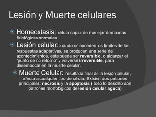 Lesión y Muerte celulares Homeostasis:  célula capaz de manejar demandas fisiológicas normales Lesión celular: cuando se exceden los límites de las respuestas adaptativas, se producen una serie de acontecimientos, esta puede ser  reversible , o alcanzar el “punto de no retorno” y volverse  irreversible , para desembocar en la muerte celular. Muerte Celular:  resultado final de la lesión celular, afecta a cualquier tipo de célula. Existen dos patrones principales:  necrosis  y la  apoptosis (  todo lo descrito son patrones morfológicos de  lesión celular aguda ) 