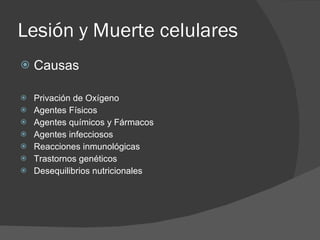Lesión y Muerte celulares Causas Privación de Oxígeno Agentes Físicos Agentes químicos y Fármacos Agentes infecciosos Reacciones inmunológicas Trastornos genéticos Desequilibrios nutricionales 