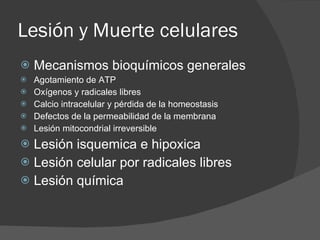 Lesión y Muerte celulares Mecanismos bioquímicos generales Agotamiento de ATP Oxígenos y radicales libres Calcio intracelular y pérdida de la homeostasis Defectos de la permeabilidad de la membrana Lesión mitocondrial irreversible Lesión isquemica e hipoxica Lesión celular por radicales libres Lesión química 
