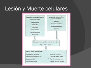 Lesión y Muerte celulares 