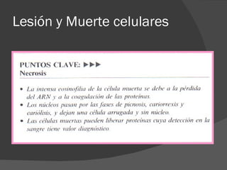 Lesión y Muerte celulares 